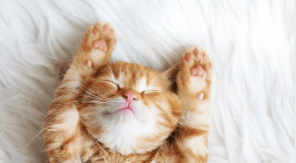 The Yoga Therapy Toolbox #12: Is Yoga Nidra still effective if your students fall asleep?