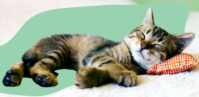 Everyone is tired…