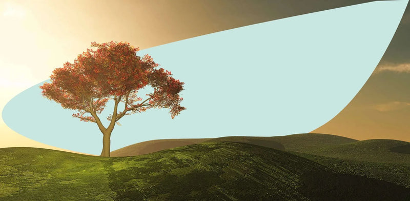 Lineage: Looking back whilst thinking forward