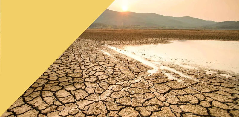 Survival manual to thrive this Summer