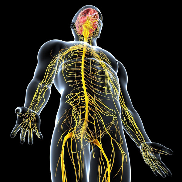Introducing the Vagus Nerve: Why It Matters for Health and Wellbeing