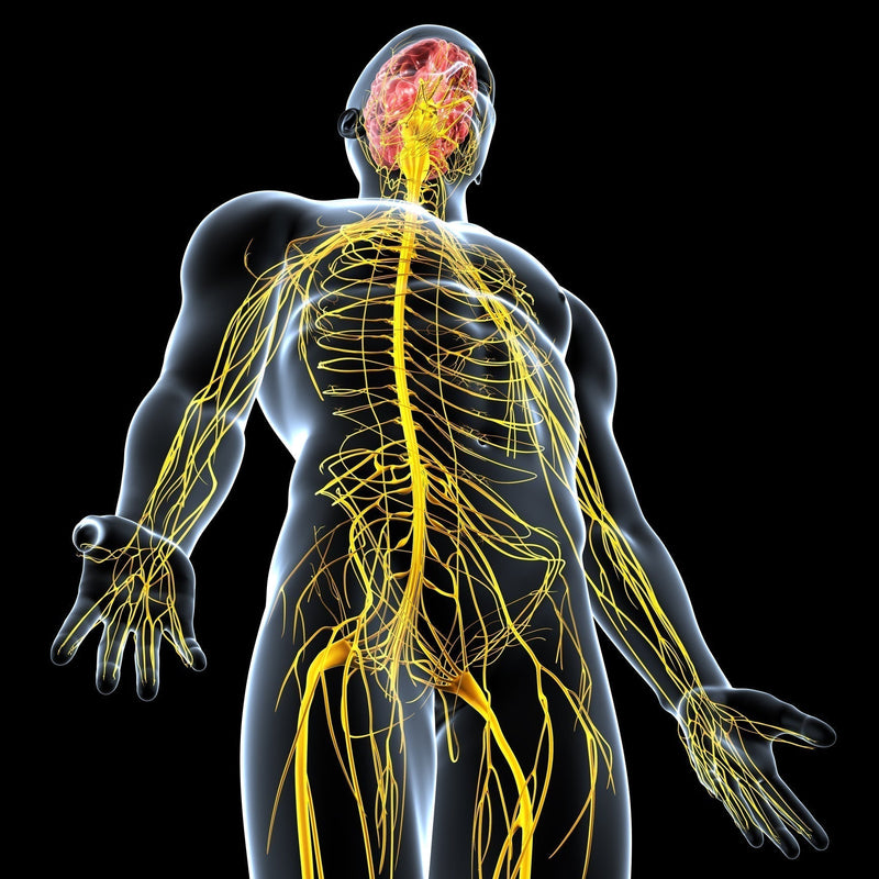 Introducing the Vagus Nerve: Why It Matters for Health and Wellbeing
