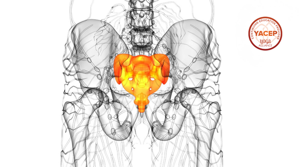 Yoga Therapy for Sacrum Health (on-demand)