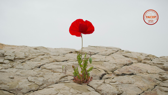 Yoga Therapy for Resilience