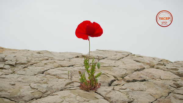 Yoga Therapy for Resilience